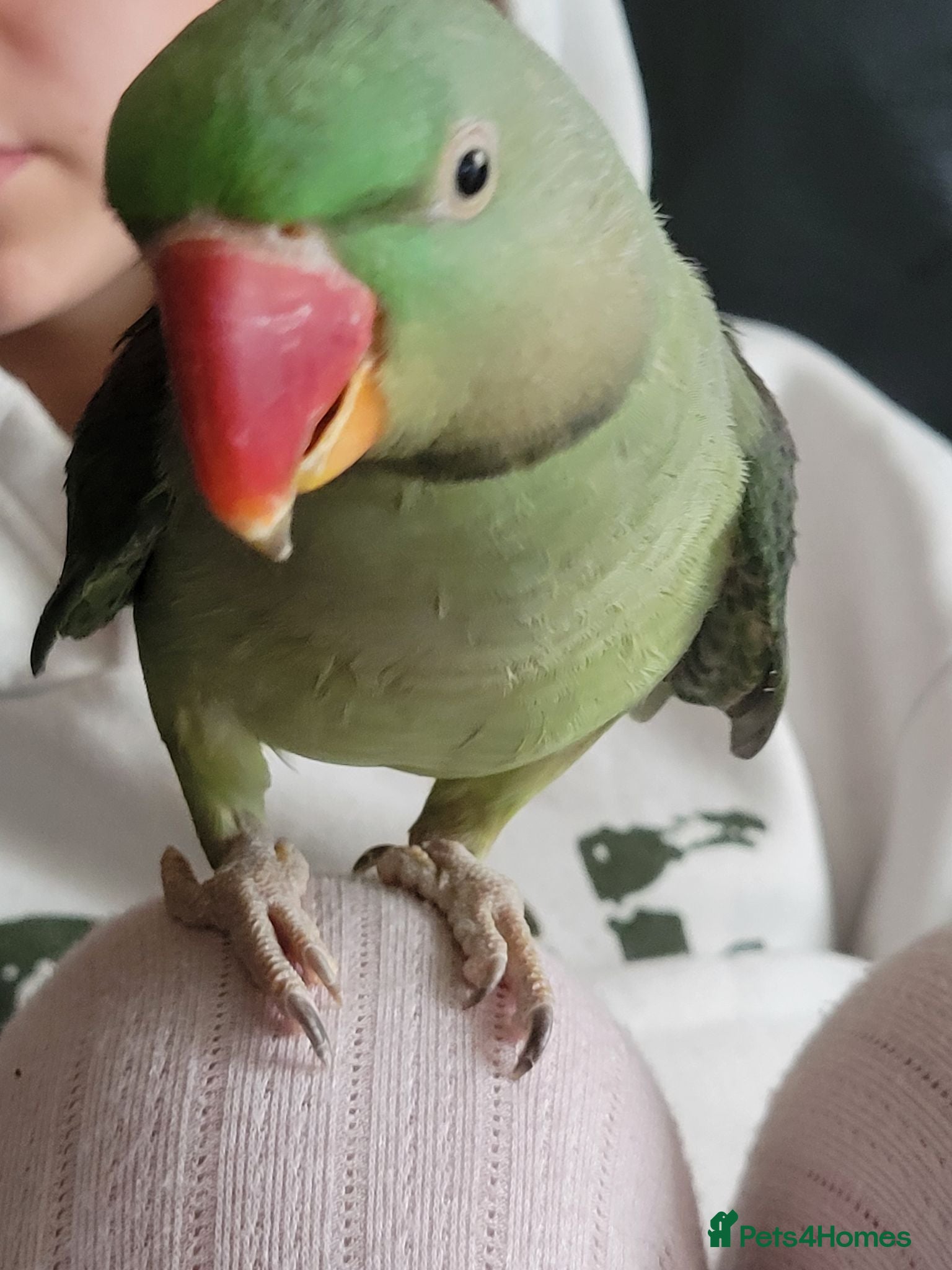 Parrots birds Alexandrine - Advert 5