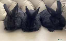 Flemish rabbits for sale: FLEMISH GIANT,CROSS - Advert 1