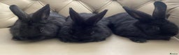 Flemish rabbits for sale: FLEMISH GIANT,CROSS - Advert 1