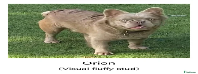 Orion