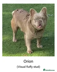 Orion