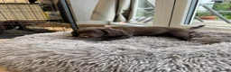 Sprocker dogs for sale: Sprocker spaniel  - Advert 2
