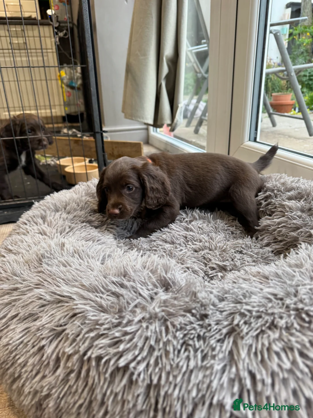 Sprocker dogs for sale: Sprocker spaniel  - Advert 2