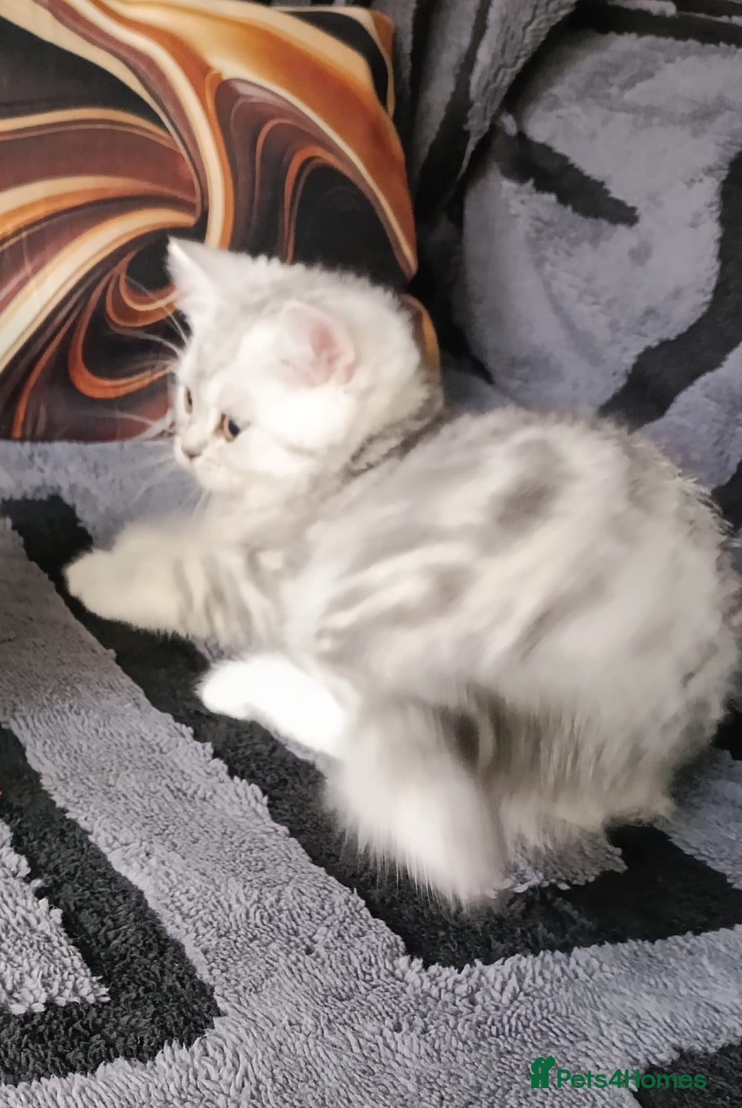 Scottish Fold cats for sale: Scottish fold kittens  - Image 6