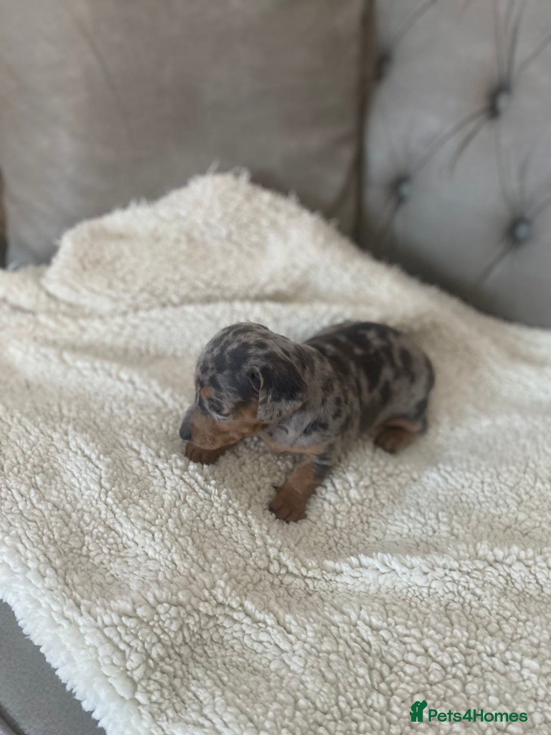 Miniature Dachshund dogs for sale: Miniture dachshund puppies  - Advert 12