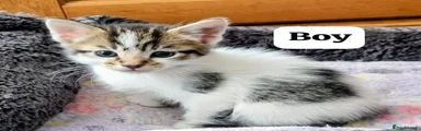 Mixed Breed Kitten 2