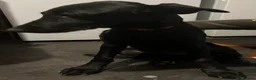 Mixed Breed dogs for sale: **3 GIRLS LEFT** Belgian Malinois x Dobermann pups - Advert 5