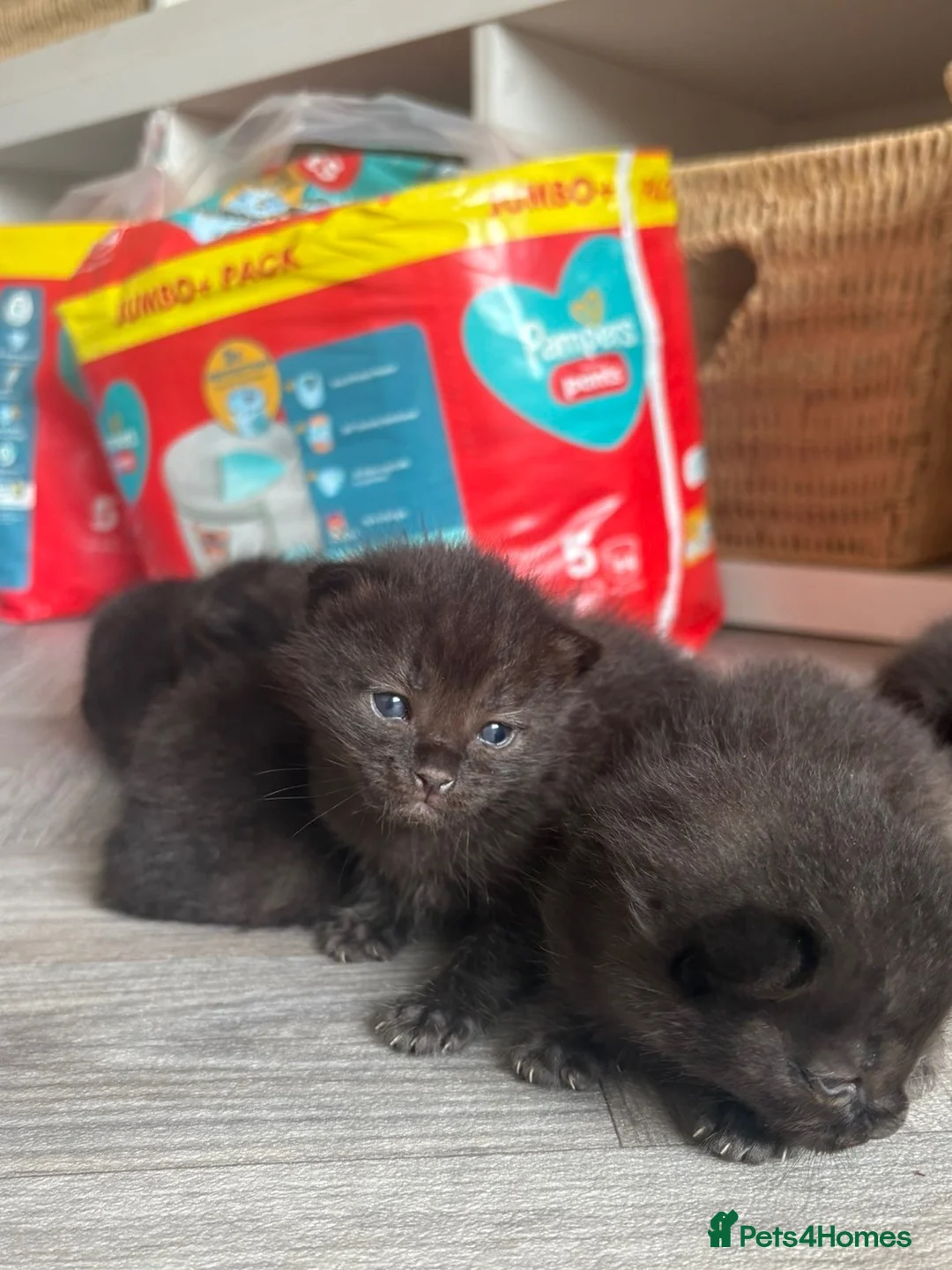 Mixed Breed cats for sale: Ragdoll cross kittens  - Advert 2