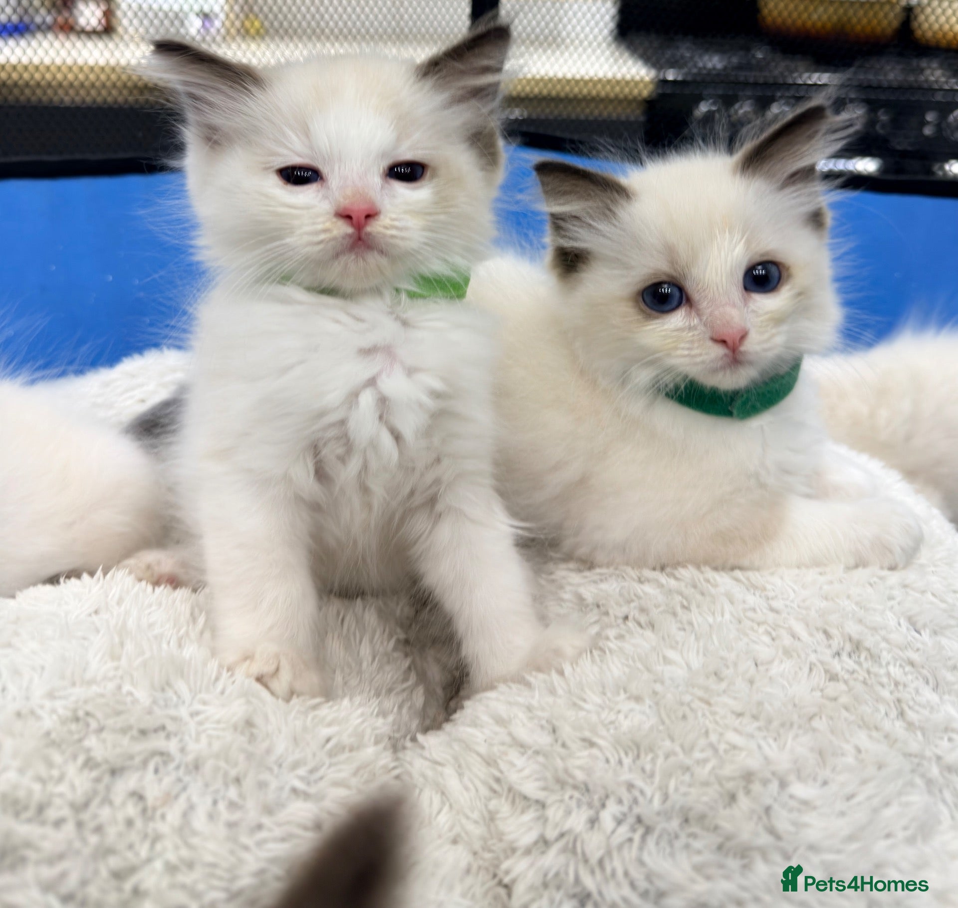 Ragdoll cats Purebred Ragdoll Kittens  - Advert 2