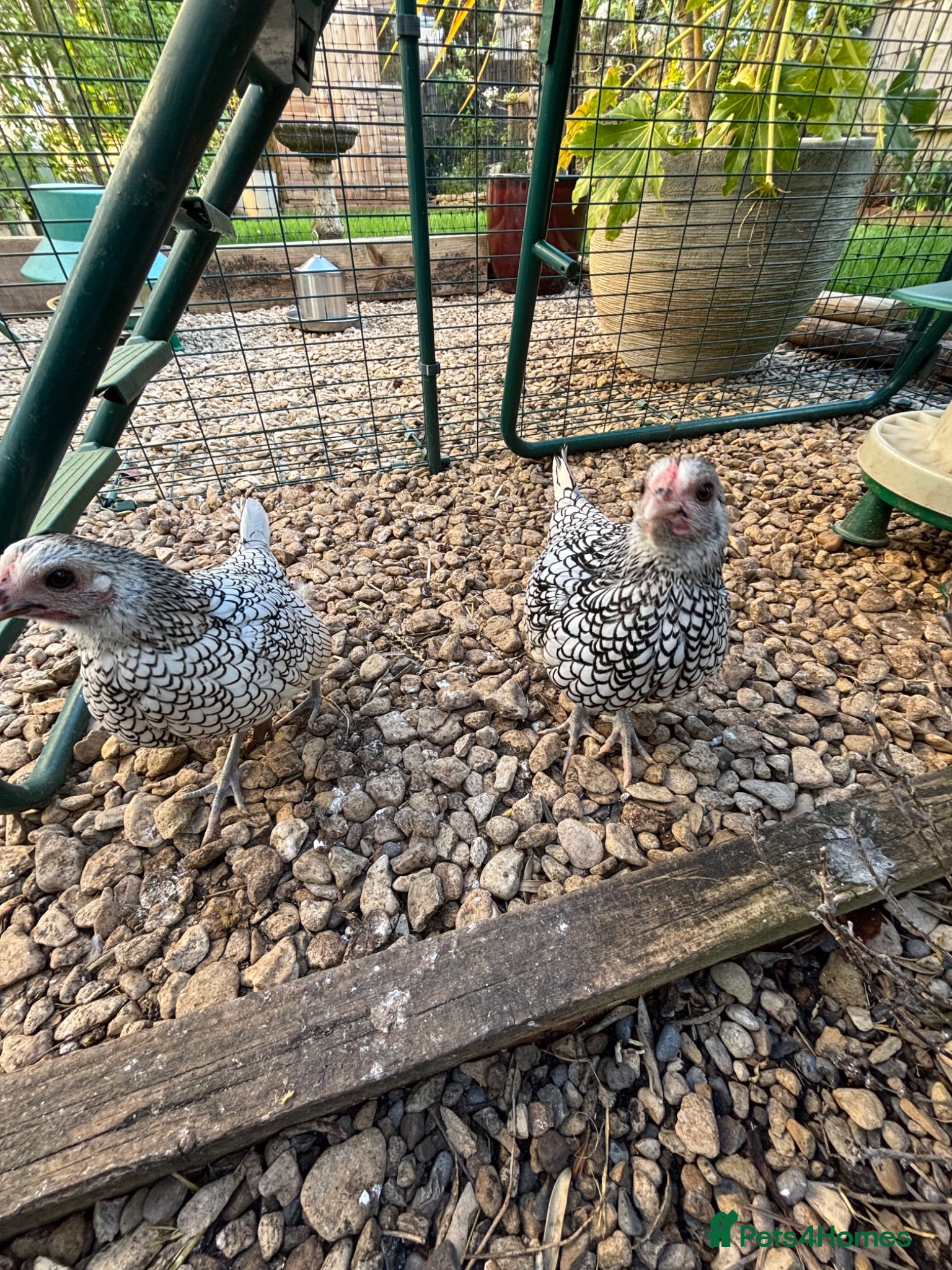 Chickens poultry 2 Stunning Silver Seabright pullets - Advert 3