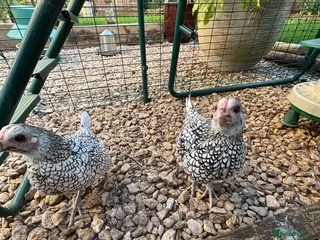 Chickens poultry 2 Stunning Silver Seabright pullets - Advert 8