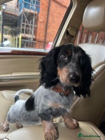 Dachshund dogs - Advert 5