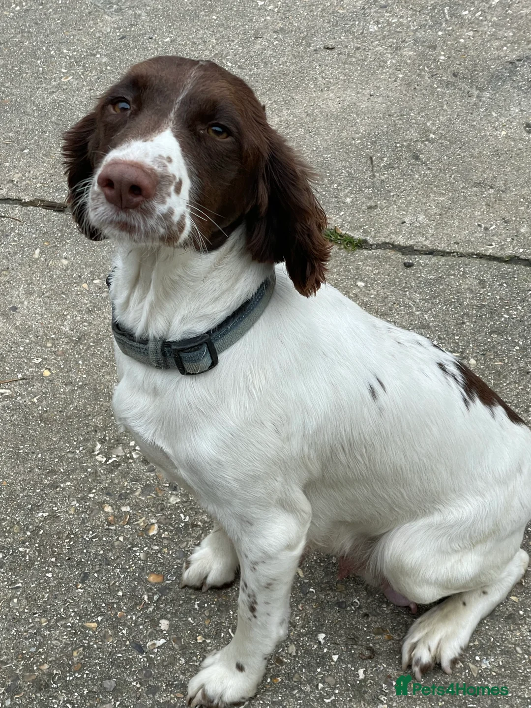 Gallery Image {{count}}