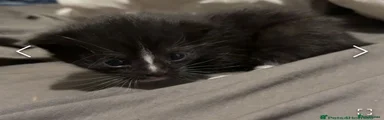 Mixed Breed Kitten 4