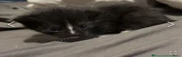 Mixed Breed cats for sale: Lovely fluffly black and white kittens  - Advert 5