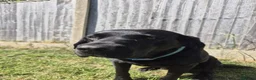 Labrador Retriever dogs for stud: Stud black lab  in Ilkeston - Advert 3