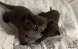 British Shorthair cats for sale: 😻Chocolate BSH boys✅ 👌GCCF reg, ready November  - Image 3