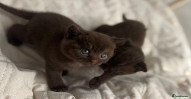 British Shorthair cats - Advert 3
