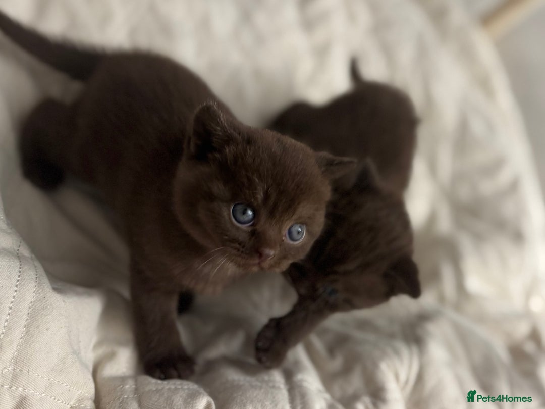 British Shorthair cats for sale: 😻Chocolate BSH boys✅ 👌GCCF reg, ready November  - Image 3