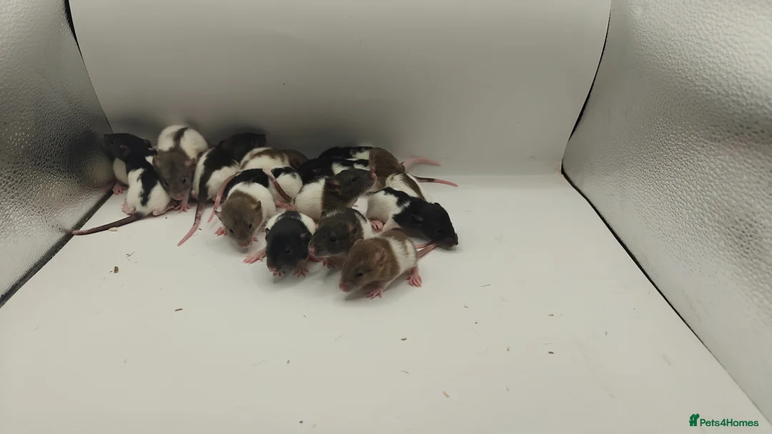 Rat rodents for sale: APR: 19 Rats For Sale! - Advert 2