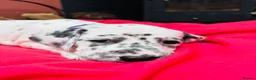 Dalmatian dogs for sale: Dalmatian puppies (5 males and 2 bitches) - Advert 16