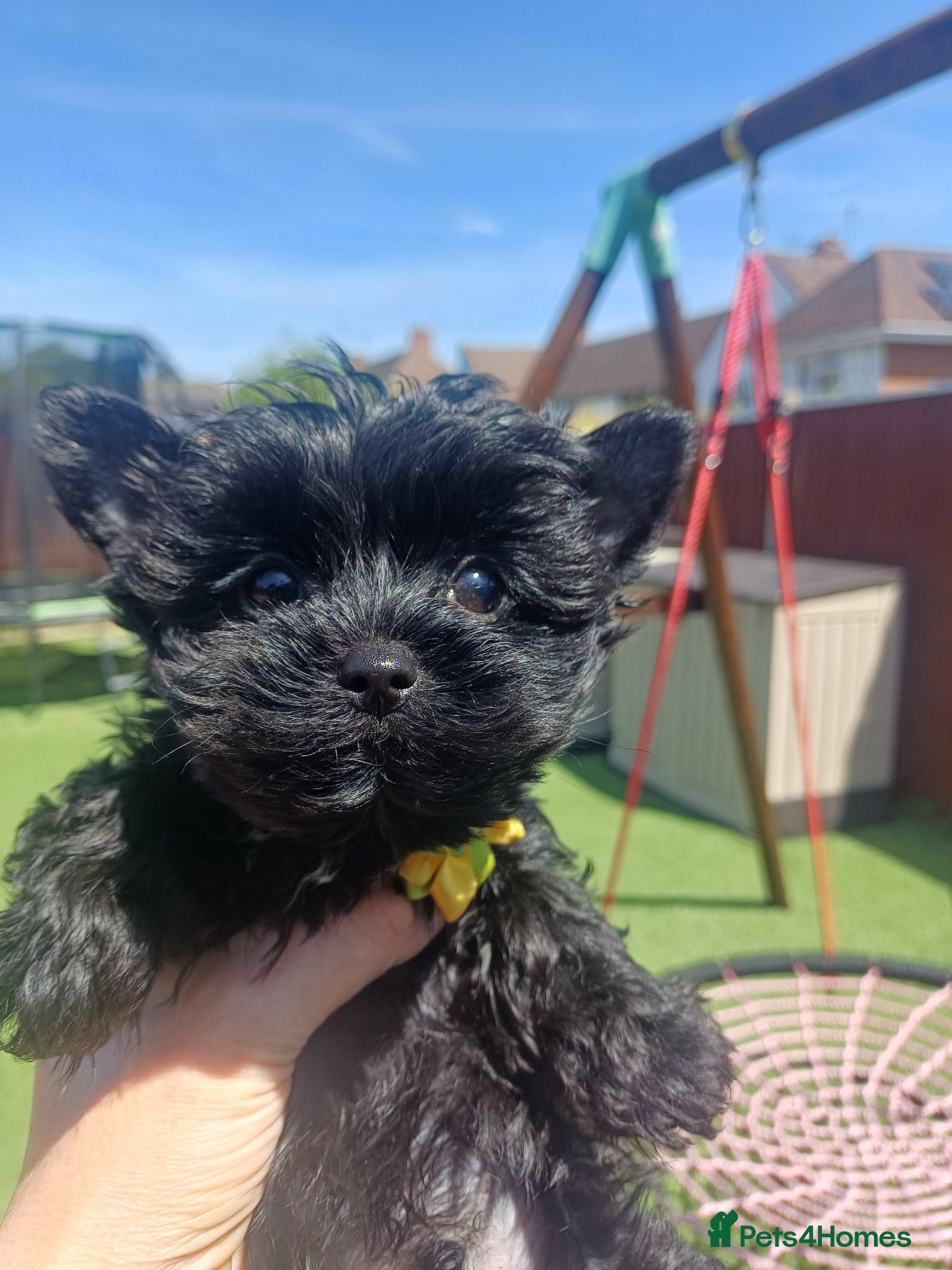 Yorkshire Terrier dogs Last two! Black Mini Yorkshire Terrier - Advert 2