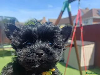 Yorkshire Terrier dogs Last two! Black Mini Yorkshire Terrier - Advert 2