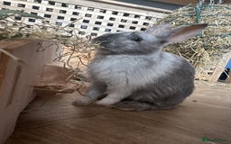 Mixed Breed rabbits for sale: Baby Rabbits  - Image 9