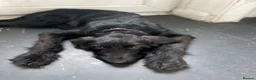 Mixed Breed dogs for sale: Female cross breed 4 yrs old in Newhaven - Advert 1