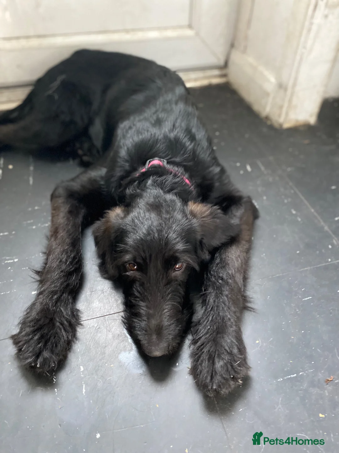 Mixed Breed dogs for sale: Female cross breed 4 yrs old in Newhaven - Advert 1