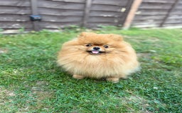 Pomeranian dogs for sale: Pomeranian Girl . Ready to go new home  - Image 13