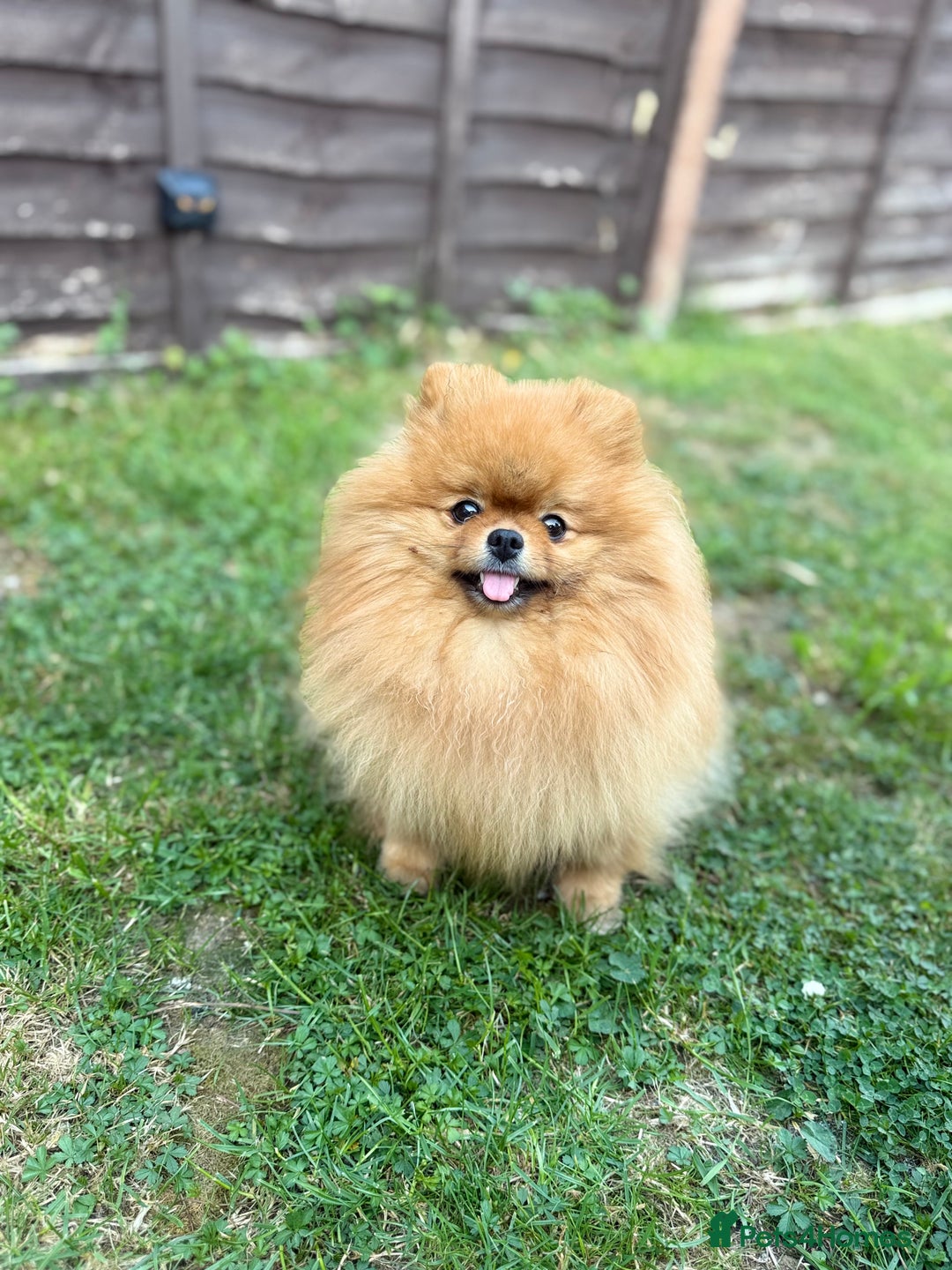 Pomeranian dogs for sale: Pomeranian Girl . Ready to go new home  - Image 13