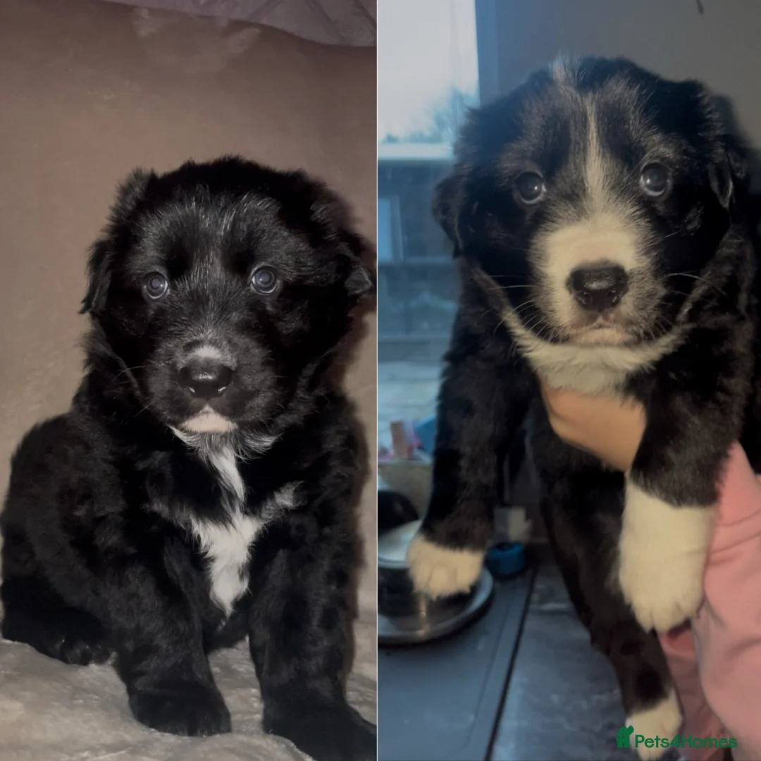 Mixed Breed dogs for sale: ⭐️💕 2 confident border collie x GSD girls 💕⭐️ - Advert 1
