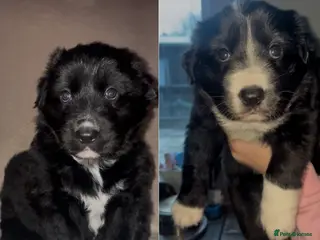 Mixed Breed dogs ⭐️💕 2 confident border collie x GSD girls 💕⭐️ - Advert 2