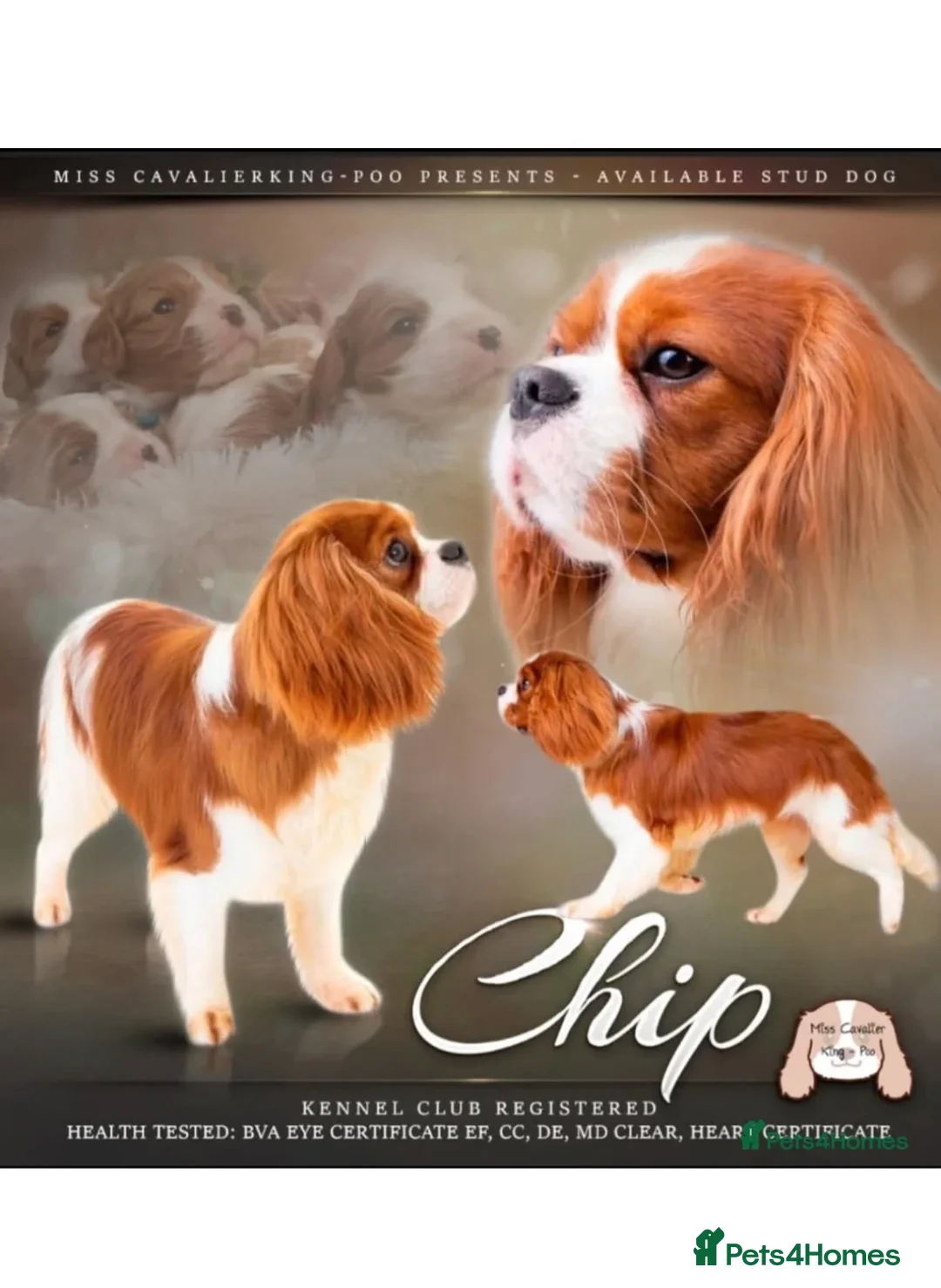 Cavalier King Charles Spaniel dogs for sale: Cavalier King Charles KC reg DNA 5* home breed - Advert 32