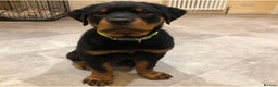 Rottweiler dogs for stud: Onex de Tierra Ibera available for stud in Newark - Advert 30