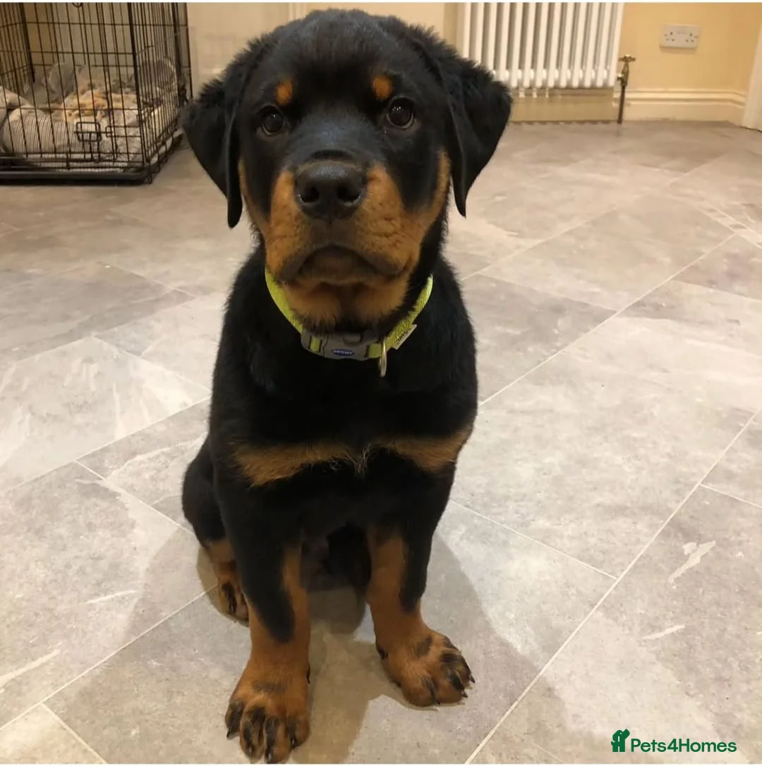 Rottweiler dogs for stud: Onex de Tierra Ibera available for stud in Newark - Advert 30