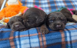 Cockerdor dogs for sale: F1 cockerdor puppies , cocker x labrador  - Image 14
