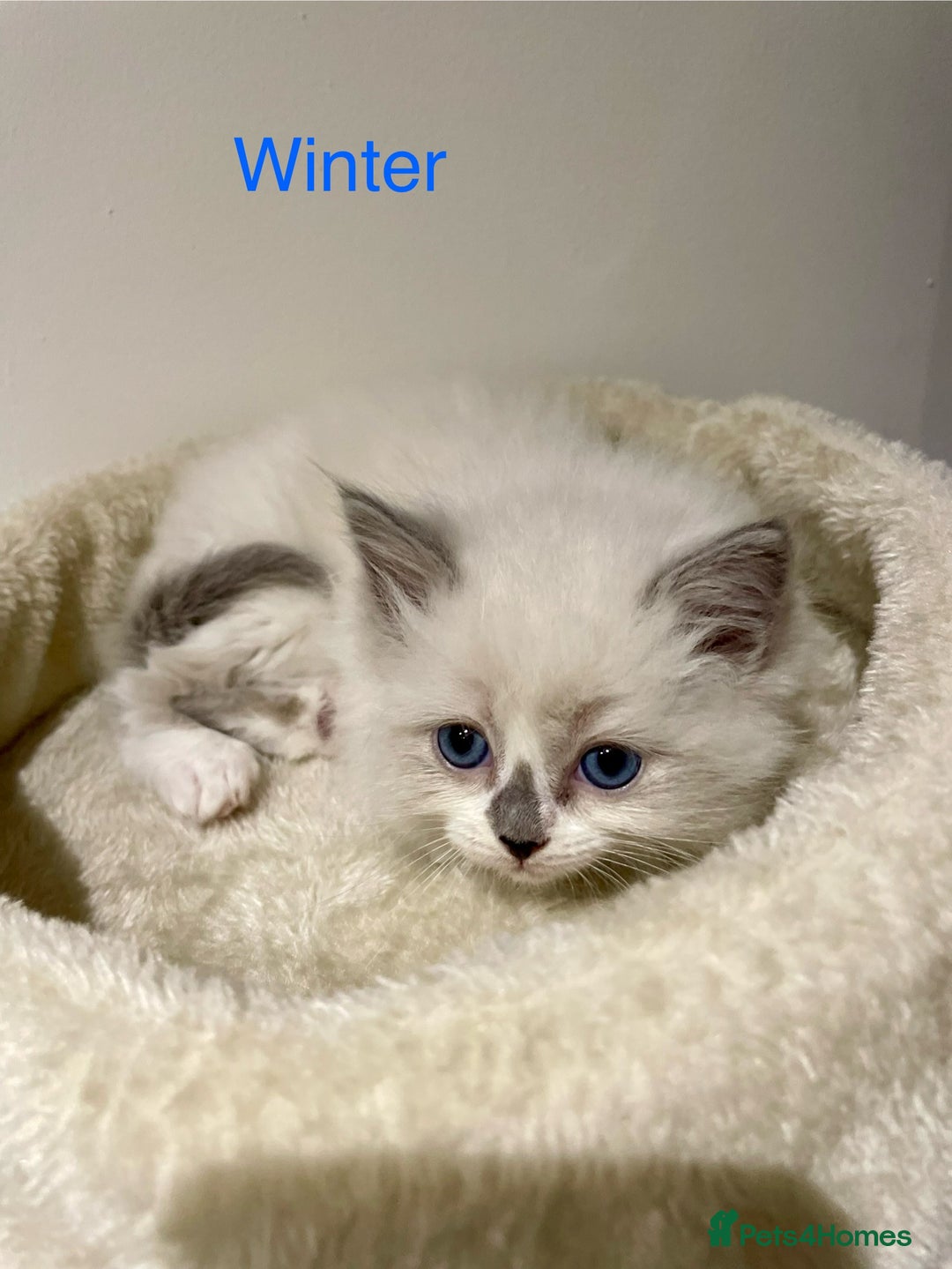 Ragdoll cats for sale: Exquisite, truly unique Ragdolls & Ragfold kittens - Advert 13