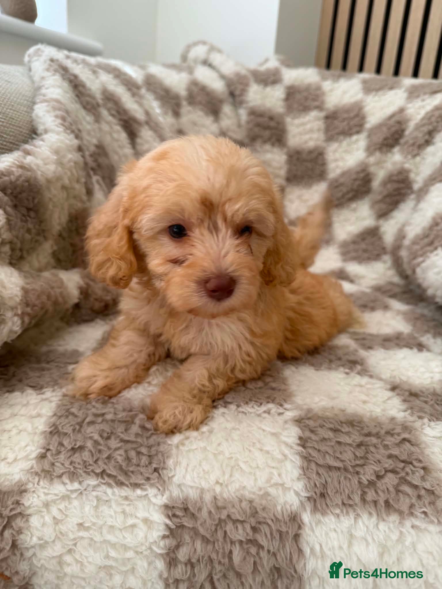 Cockapoo dogs Beautiful miniature F1B cockapoos - Advert 1