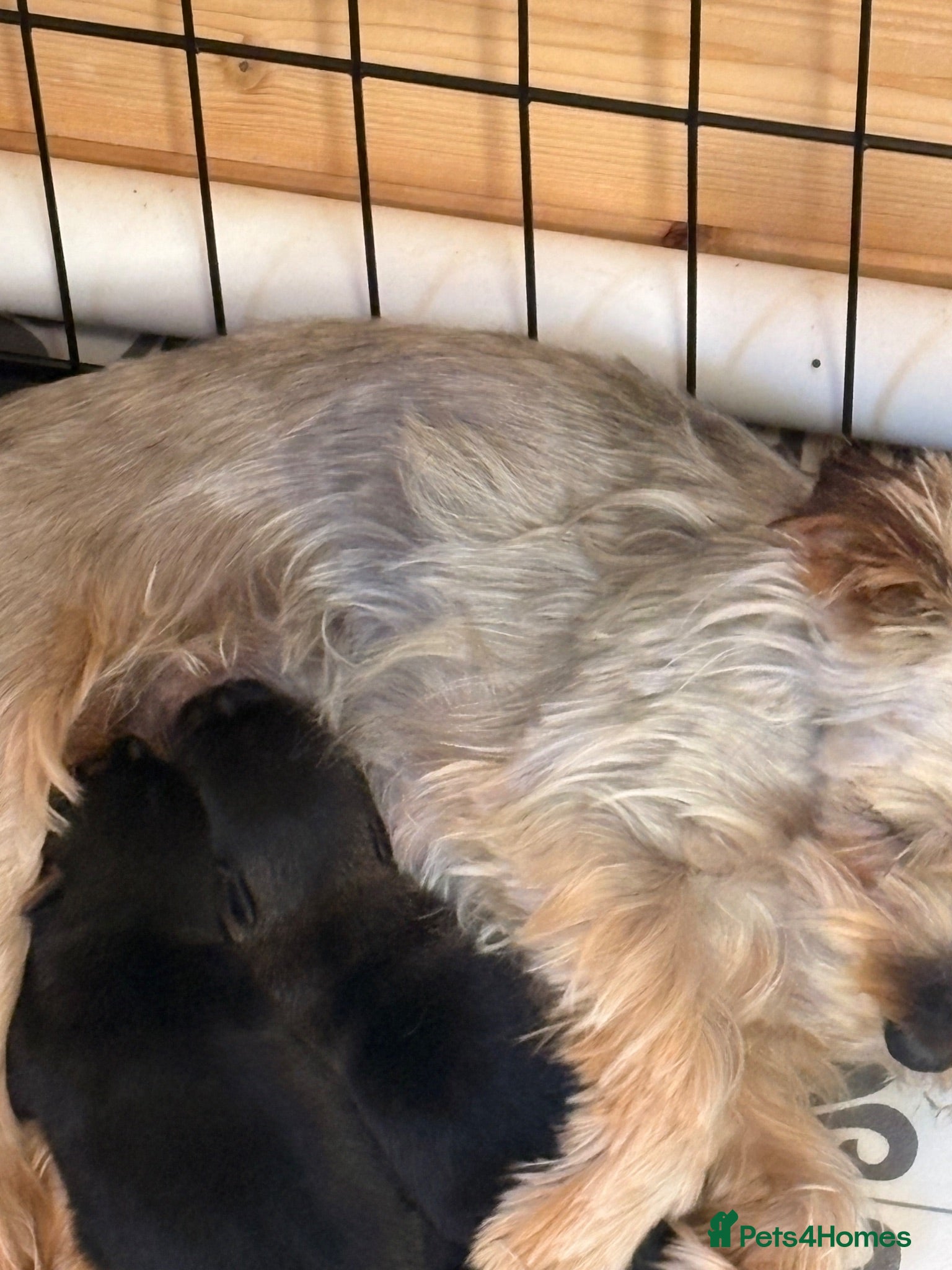 Mixed Breed dogs YORKSHIRE TERRIER × POMERANIAN PUPPIES - Advert 1