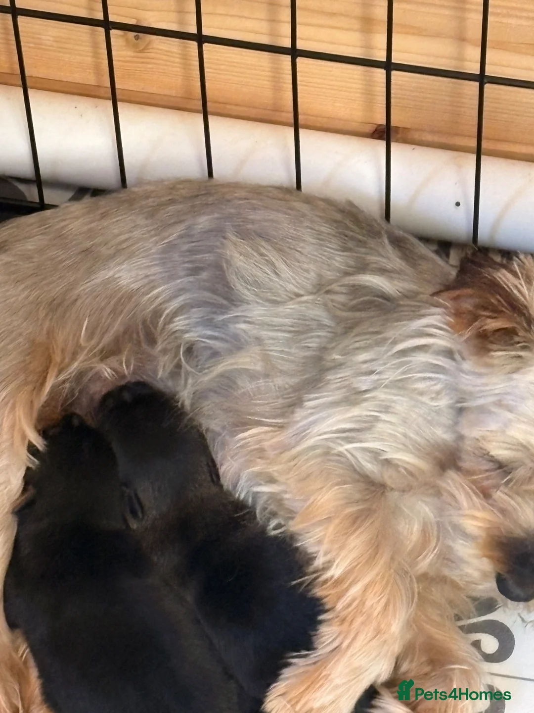 Mixed Breed dogs for sale: YORKSHIRE TERRIER × POMERANIAN PUPPIES - Advert 1