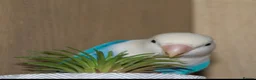 Lovebirds birds for sale: Beautiful Bonded Pair 💙💛 Lovebirds - Advert 7