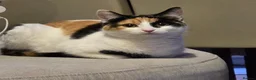 Mixed Breed cats for sale: 2 beautiful cats for rehoming  - Advert 1