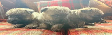 Cairn Terrier 2