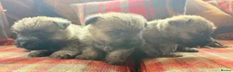 Cairn Terrier dogs for sale: Stunning KC reg cairn terrier pups  - Advert 4