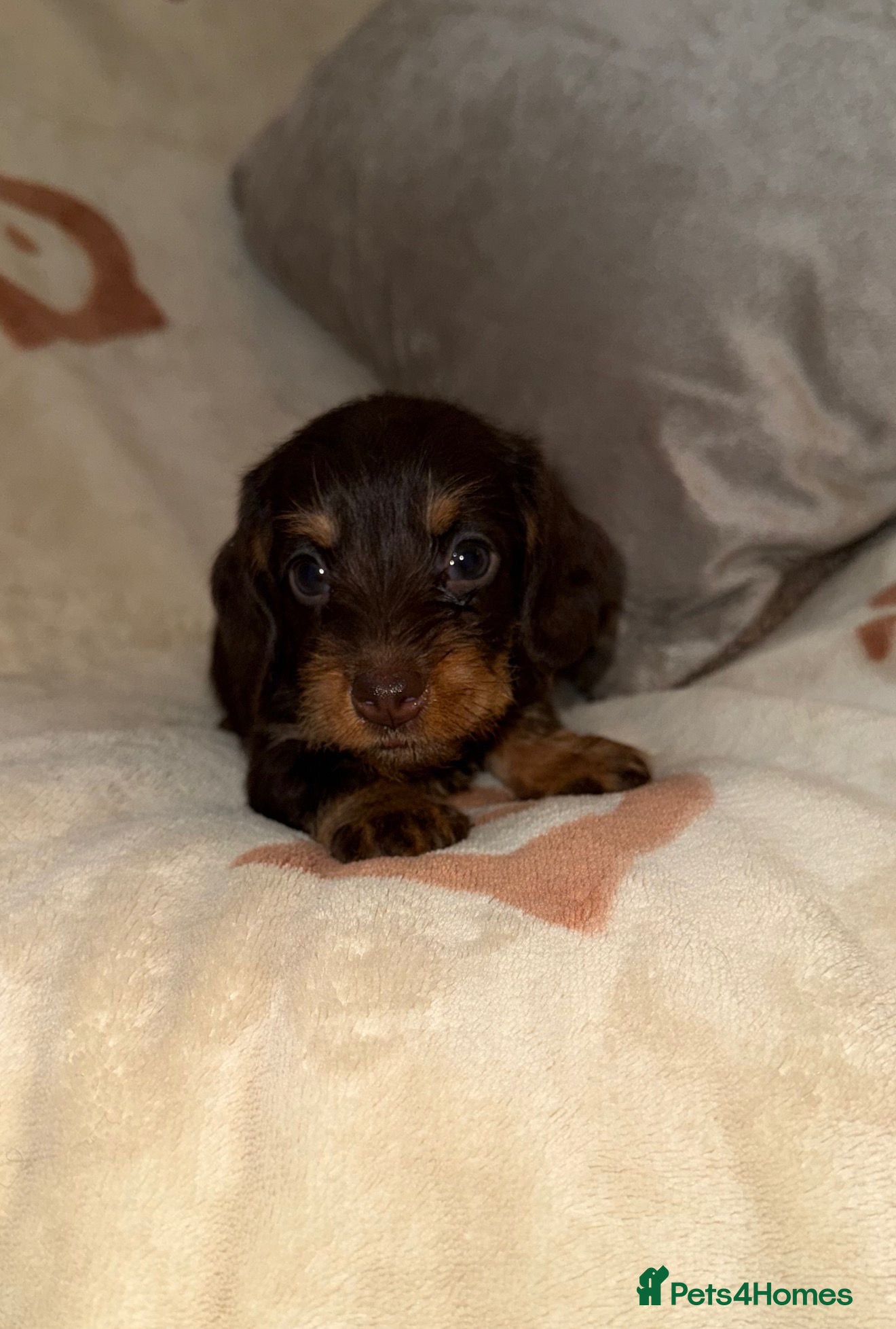 Miniature Dachshund dogs 💜Stunning KC Mini Wirehair Dachshunds💜 - Advert 8
