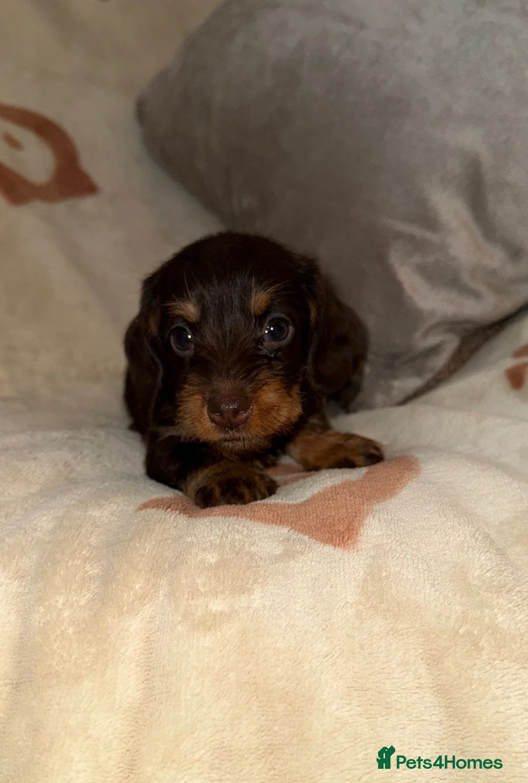 Miniature Dachshund dogs for sale: 💜Stunning KC Mini Wirehair Dachshunds💜 - Advert 1