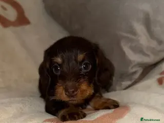 Miniature Dachshund dogs 💜Stunning KC Mini Wirehair Dachshunds💜 - Advert 8