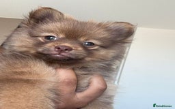 Pomeranian dogs for sale: POMERANIANS - Image 3